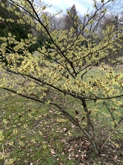 Hamamelis mollis