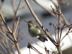 Calypte anna