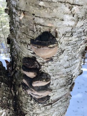 Phellinus nigricans