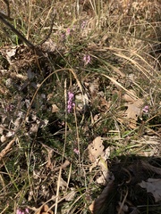 Erica carnea