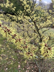 Hamamelis mollis