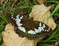 Euthalia adonia pinwilli