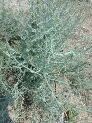 Artemisia santonicum