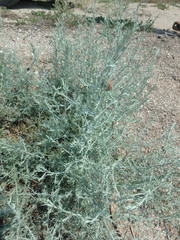 Artemisia santonicum