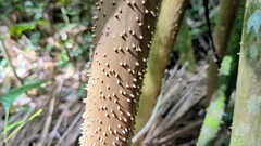 Socratea