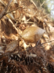 Amphibolips acuminata