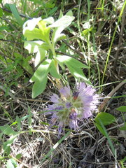 Hydrophyllum capitatum