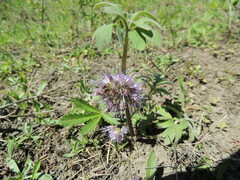 Hydrophyllum capitatum