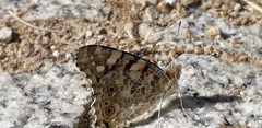 Vanessa cardui