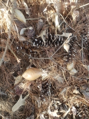 Amphibolips acuminata