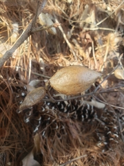 Amphibolips acuminata