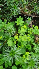Alchemilla