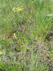 Lomatium triternatum