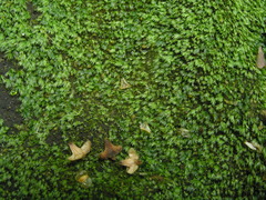 Fissidens gracilifolius