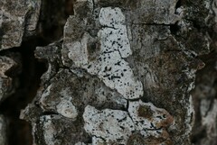 Alyxoria varia