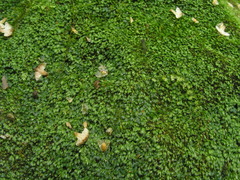 Fissidens gracilifolius