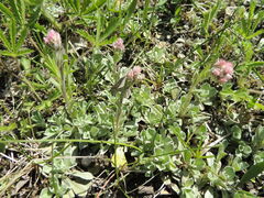 Antennaria rosea