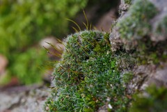 Syntrichia laevipila