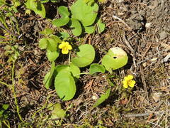 Viola orbiculata