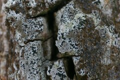 Alyxoria varia