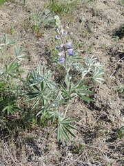 Lupinus sericeus