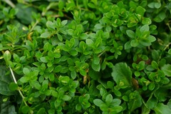 Arenaria serpyllifolia