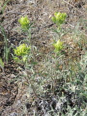 Castilleja thompsonii