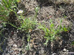 Erigeron flagellaris
