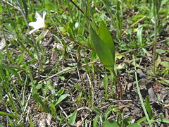 Claytonia lanceolata