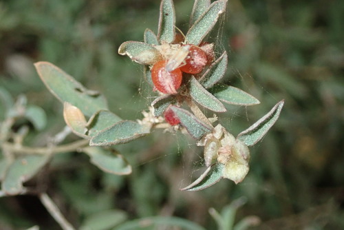 Atriplex image