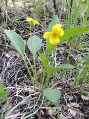 Viola vallicola