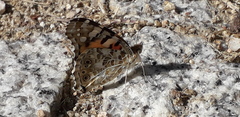 Vanessa cardui
