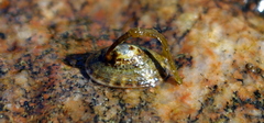 Testudinalia testudinalis