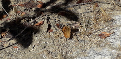 Vanessa cardui