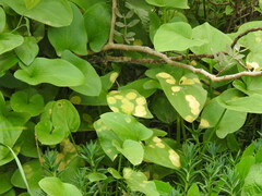 Phyllosiphon arisari