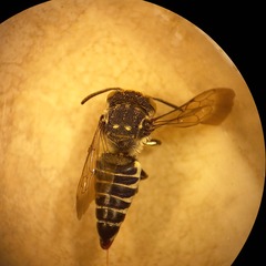 Coelioxys afer