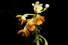 Calanthe kinabaluensis