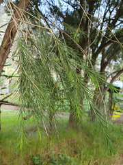 Melaleuca alternifolia