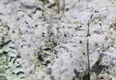 Arthothelium scandinavicum