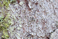 Arthothelium scandinavicum