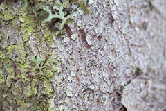 Arthothelium scandinavicum