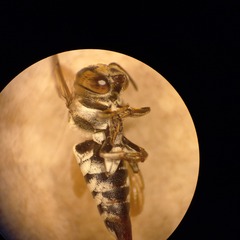 Coelioxys afer
