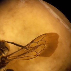 Coelioxys afer