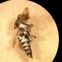 Coelioxys afer