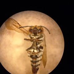 Coelioxys afer