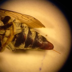 Coelioxys afer