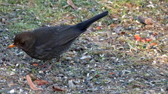 Turdus merula