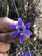 Conanthera trimaculata
