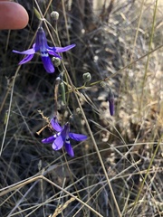 Conanthera trimaculata