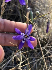 Conanthera trimaculata